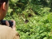 s gorilami v Ugande