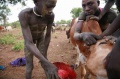 Surma - pitie krvi
