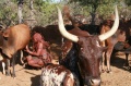 Himba - Dojenie kráv